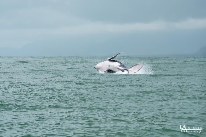 Whale Watching at the Marino Ballena National Park - Reflecting on the Tour Inclusions