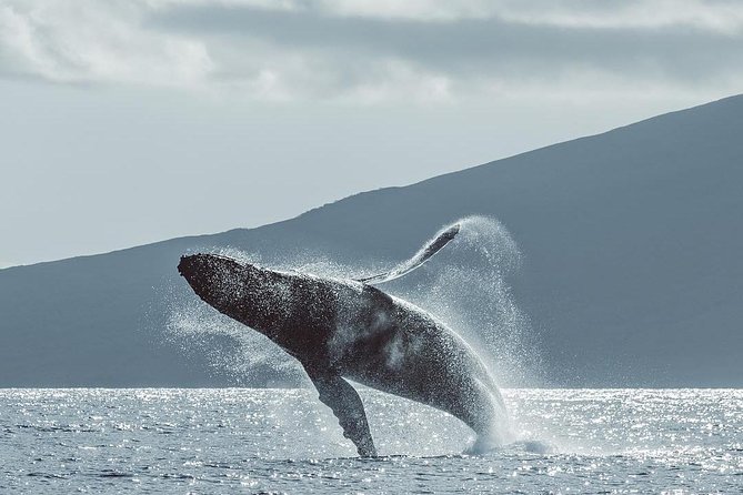 Whale Watching Cruise With Open Bar From Kaanapali Beach - Amenities and Inclusions Onboard