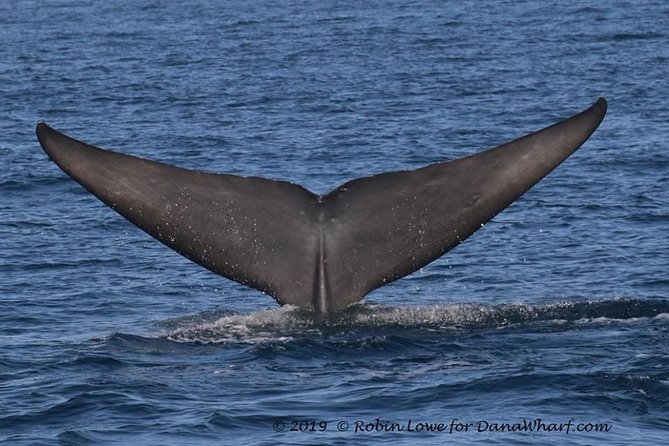 Whale Watching Excursion in Dana Point - Customer Reviews and Experiences