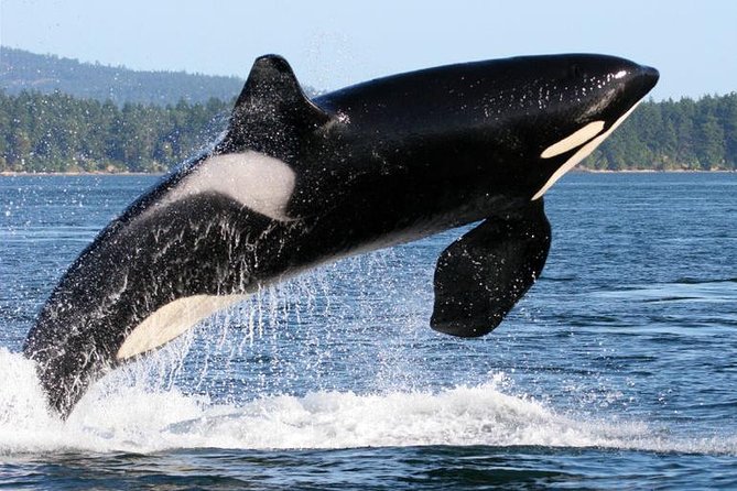 Whale Watching From Friday Harbor - Orca Habitat and Viewing Statistics