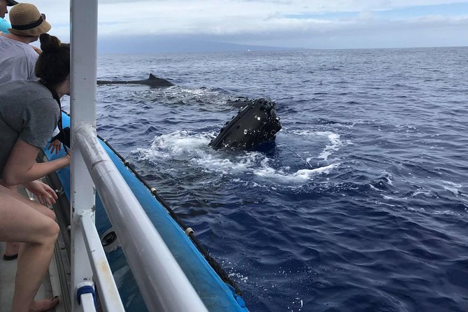 Whale Watching From Maalaea Harbor - Meeting and Accessibility