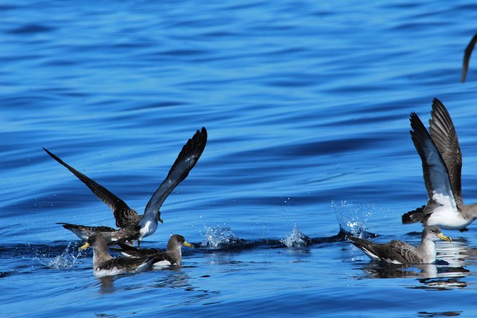 Whale Watching in Tenerife - Connecting With Nature and Conservation