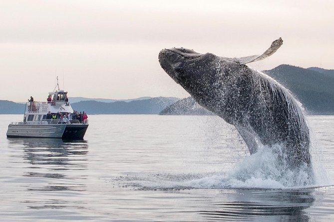 Whale Watching Tour From Anacortes - Depart From Anacortes