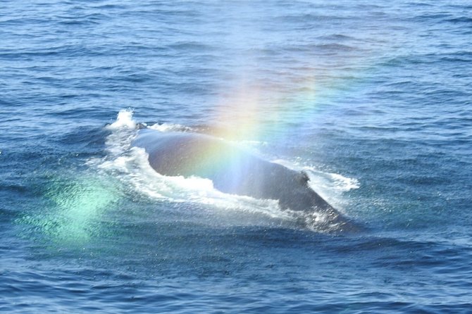 Whale Watching Tour in Gloucester - Safety and Health Guidelines