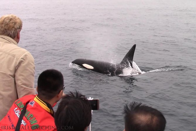 Whale Watching Tour - Accessibility and Restrictions