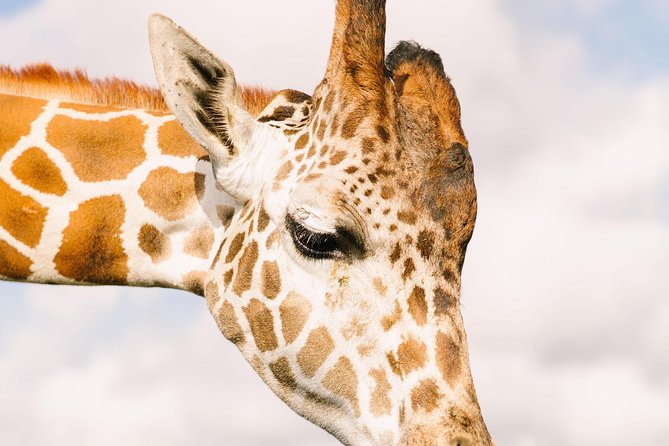 Wild Florida Drive-Thru Safari and Gator Park Admission - Gator Park Admission