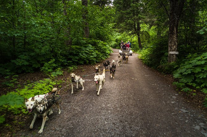 Wilderness Dog Sled Ride and Tour in Seward - Meeting the Canine Athletes