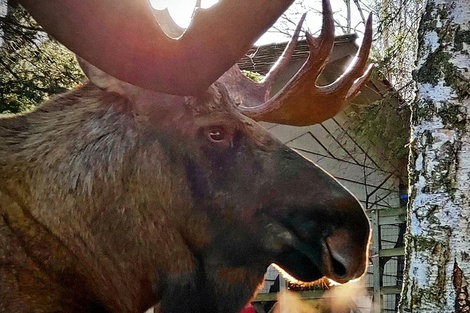 Wilderness, Wildlife, Glacier Experience From Anchorage - Accessibility and Additional Information