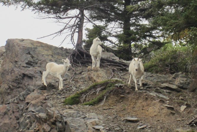 Wildlife and Glaciers With a Walk in the Rainforest - Driving Down Portage Glacier Road