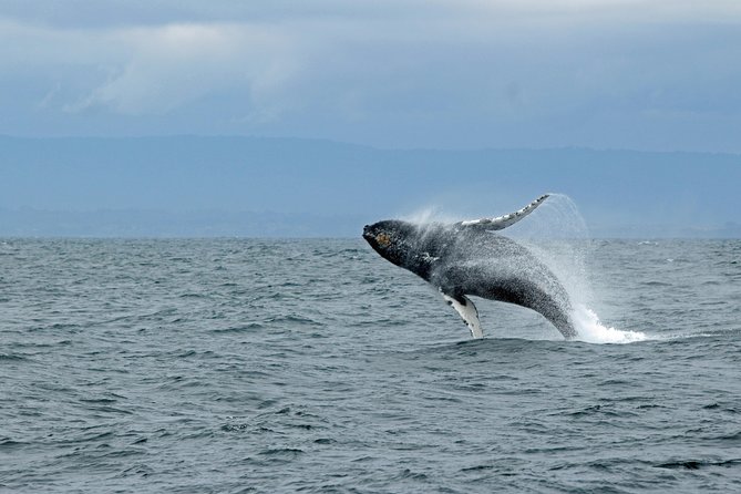 Wildlife Viewing and Whale Watching Quest - Exploring the Whale Watching Experience