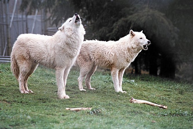 Wolf Experience - Guided Tour of Wolf Habitats