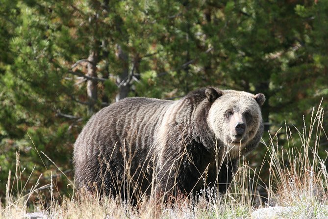 Yellowstone National Park - Full-Day Lower Loop Tour From West Yellowstone - Meeting Point and Pickup