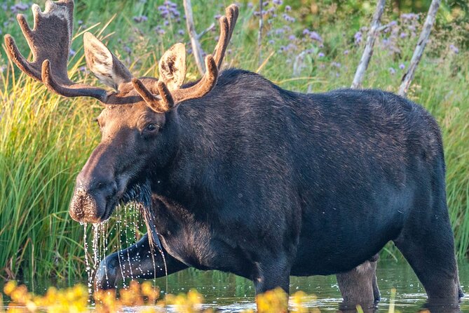 Yellowstone National Park Tour From Jackson Hole - Meeting and Pickup Logistics