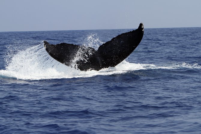 Zodiac Raft Whale Watching Adventure - Observing Spinner Dolphins and Sea Turtles