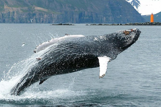 100% Whale Watching - Booking Information