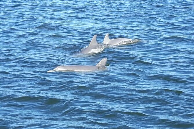 2-Hour Dolphin and Nature Eco Tour From Orange Beach - Health and Safety Considerations