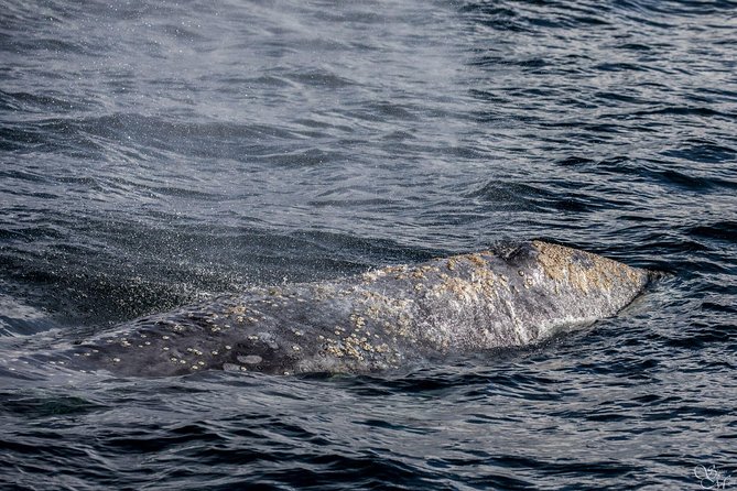 3-Hour Whale Watching Tour From Monterey - Exploring Monterey and Carmel