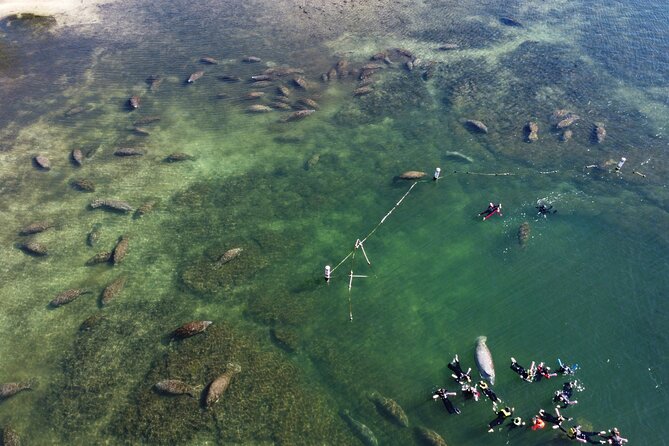 3 Hours Manatee Swim Tour in Florida - Guides and Safety Considerations