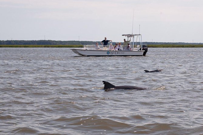 90-Minute Dolphin and Nature Tour of Hilton Head - Reasons to Choose This Tour