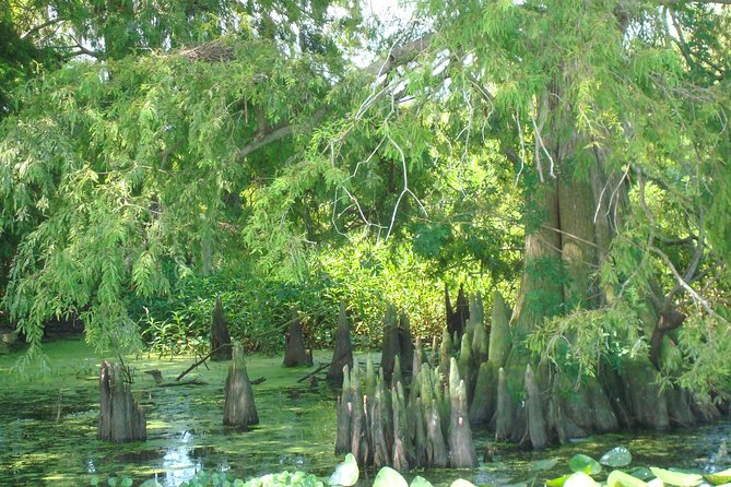 90 Minute Everglades Airboat Tour Near Orlando Florida - Wildlife Sightings