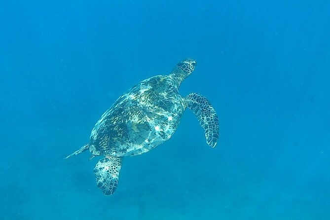 9am Turtle Canyon Snorkel Adventure - Snorkel Adventure Itinerary