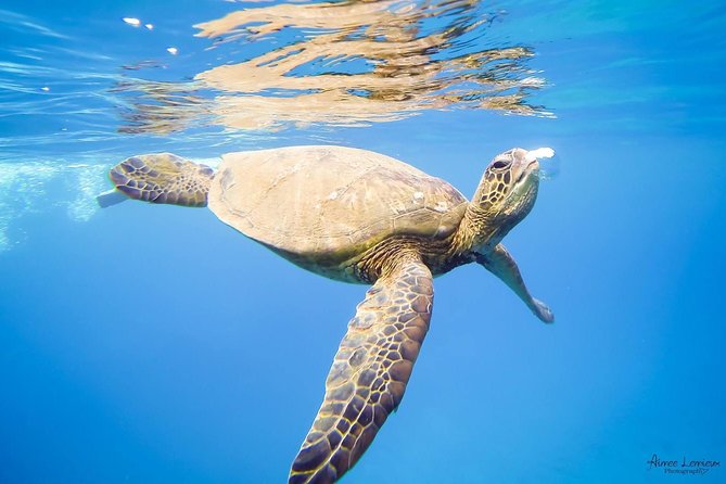 Afternoon West Maui Snorkel From Ka'Anapali Beach - Meeting Point and Logistics