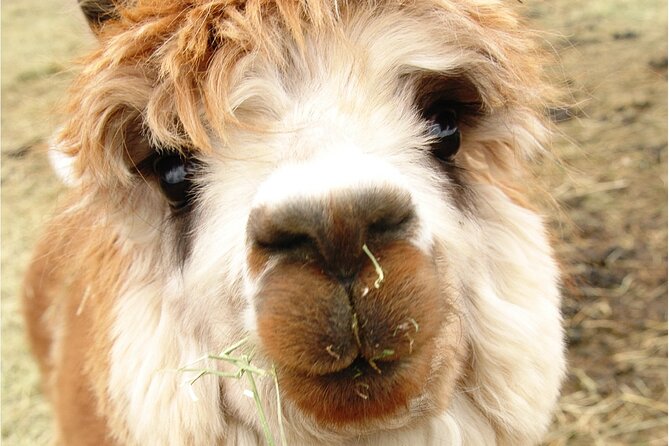 Alpaca and Llama Farm Tour - The Farm Store