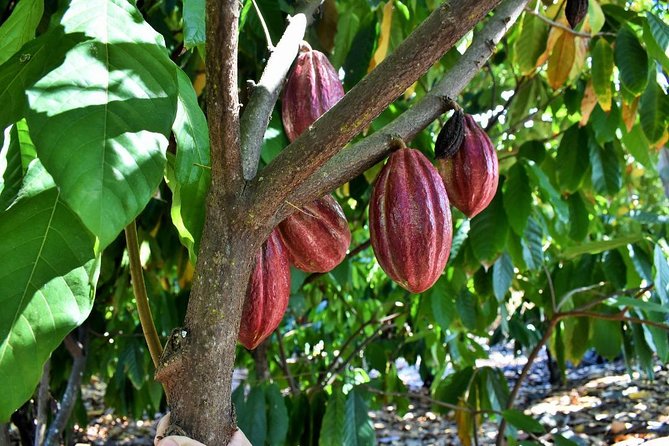 Award Winning Farm Tour: Coffee, Chocolate and Unique Gifts - Gift Shop and Artisanal Products
