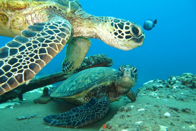 Beginner Scuba Dive in Lahaina: Swimming Ability Required - Equipment and Instructor Support
