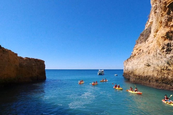 Benagil Kayak Tour On Board a Fantastic Catamaran - Opportunities to Spot Wildlife