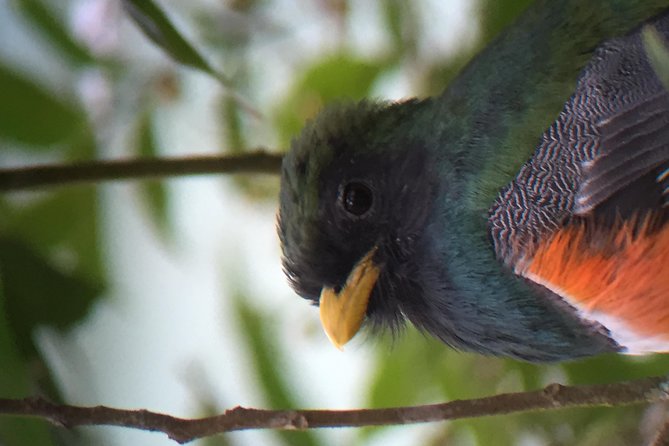 Birding Tour Curi Cancha - Accommodating Varying Skill Levels