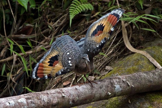 Birding Tour - Guided Birding Experience