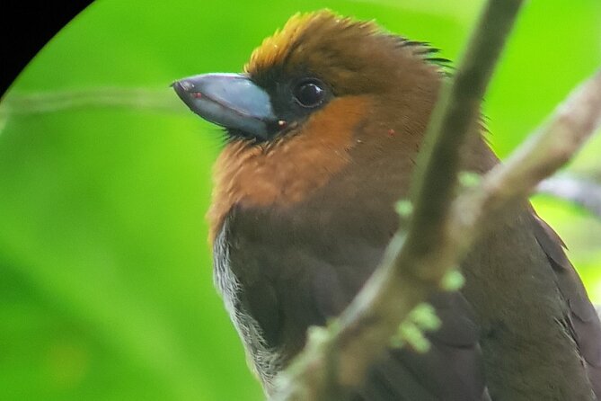 Birdwatching Tour in Monteverde - Preparing for the Tour