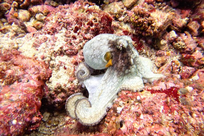Catalina Island Diving Tour From Tamarindo - Certified Only - Dive Certification and Health Restrictions