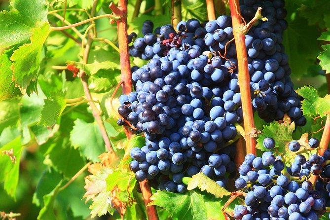 Châteauneuf Du Pape Wine Day Tasting Tour Including Lunch From Avignon - Delightful Lunch Experience