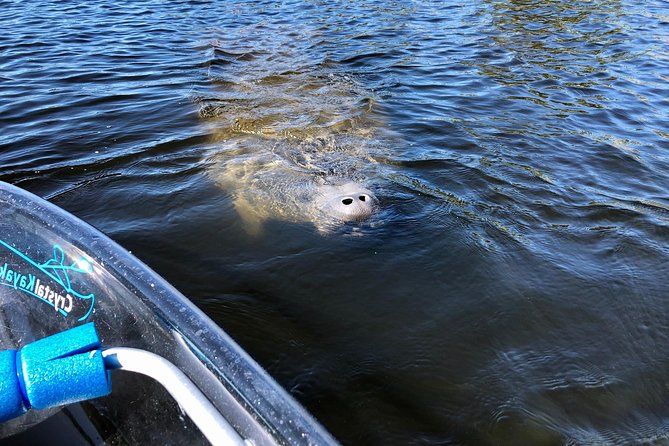 Clear Kayak Tour of Tarpon Springs | Manatee Season - Paddling Near 19th-Century Mansions