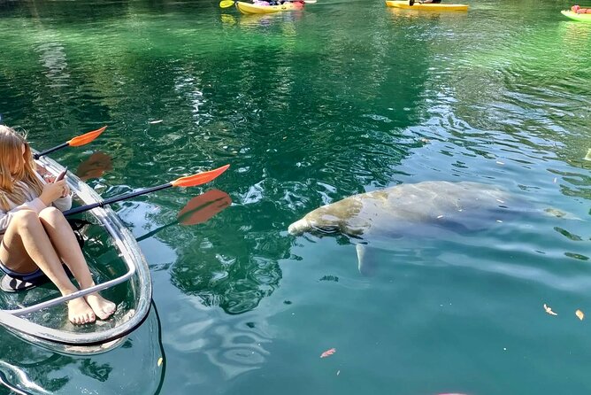 Clear Kayak Tours in Weeki Wachee - Customer Reviews and Experiences