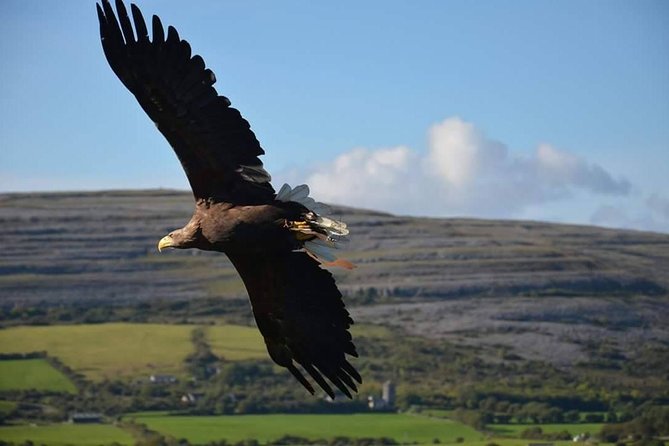 Cliffs of Moher & Burren Tour - 2 Hour Stop at Cliffs of Moher - Booking Information