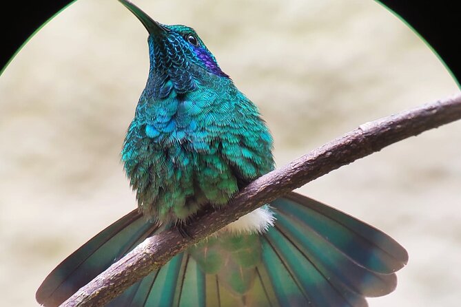 Curicancha Birdwatching Tour - Pricing and Guarantees