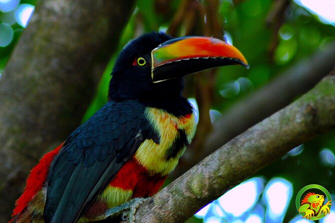 Damas Mangrove Boat Tour - Feedback and Ratings