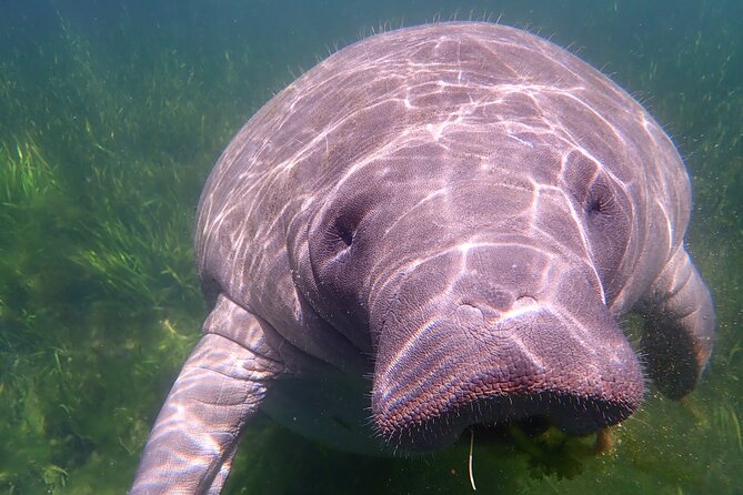 Deluxe Manatee Swim Tour - Guidance and Safety: Ensuring a Memorable Experience