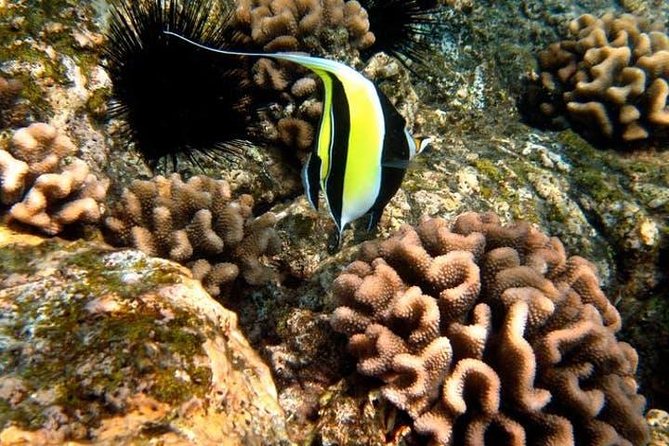 Deluxe Morning Snorkeling Adventure - Knowledgeable and Friendly Crew