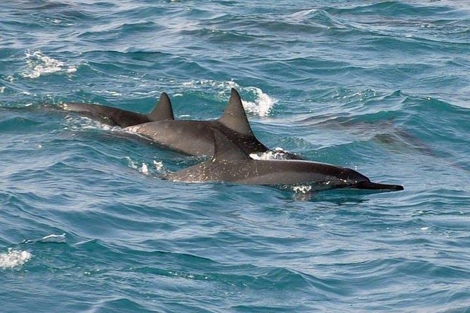 Deluxe Snorkel & Dolphin Watch Aboard a Luxury Catamaran From Kailua-Kona - Preparing for the Excursion