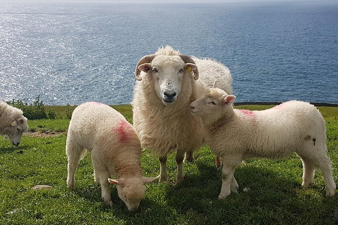Dingle Peninsula and Slea Head Drive Group Tour - Interaction With Local Wildlife