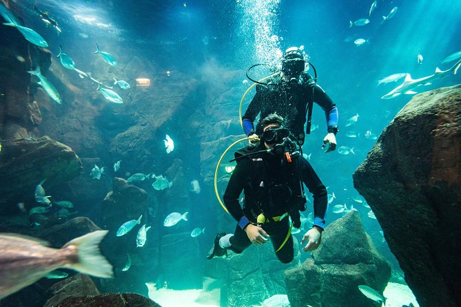 Diving in the Madeira Aquarium - Highlights of the Unique Dive Activity