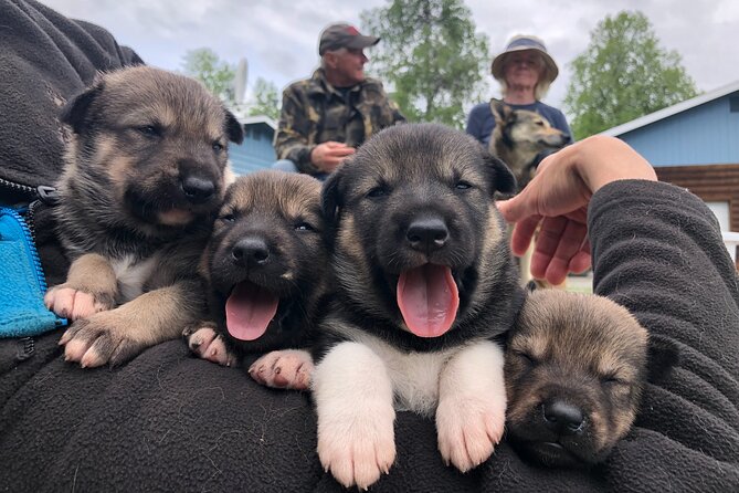 Dog Sledding Adventure in Willow, Alaska - Scenic Views and Photo Opportunities