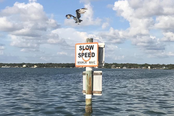 Dolphin Shelling Snorkeling Cruise in Tampa - Pricing and Booking