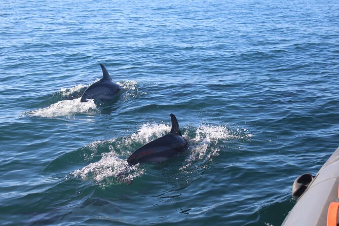 Dolphin Watching + 2 Islands Tour - From Faro - Traveler Reviews