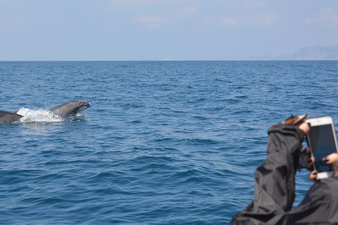 Dolphin Watching and Boat Tour in Sesimbra - Dolphin Sightings and Whale Encounters