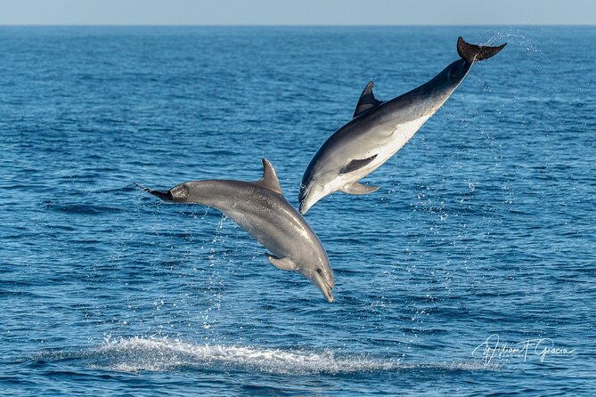 Dolphin Watching Excursion in Gibraltar - What to Expect on the Dolphin Watching Cruise